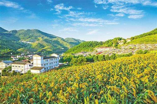 【理上網(wǎng)來o輝煌十九大】鄉(xiāng)村振興戰(zhàn)略：更綜合、全面、系統(tǒng)的發(fā)展戰(zhàn)略