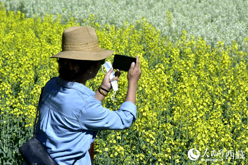 大片油菜花吸引游客到來(lái)。人民網(wǎng) 李海霞攝