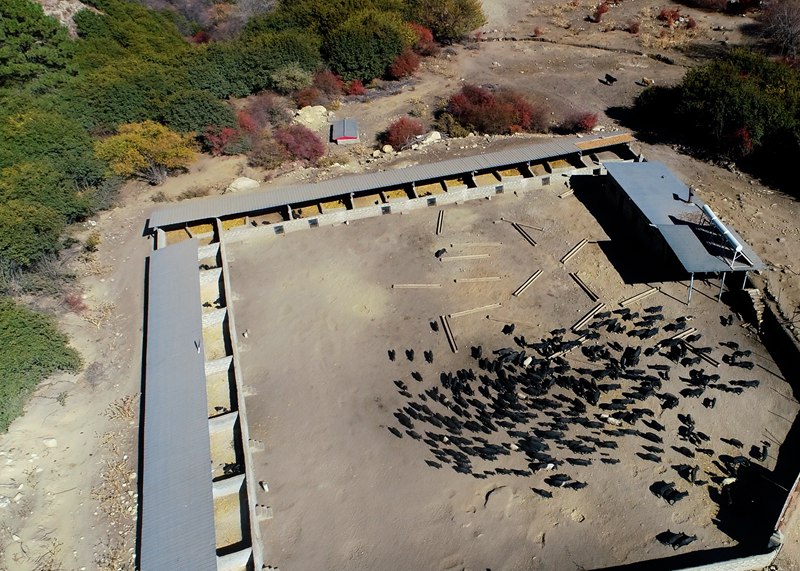 麥村藏香豬養(yǎng)殖基地。