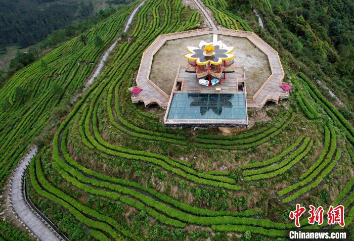 圖為西藏林芝市墨脫縣背崩鄉(xiāng)格林村山頂?shù)木坝^茶園。(無(wú)人機(jī)照片) 李林 攝