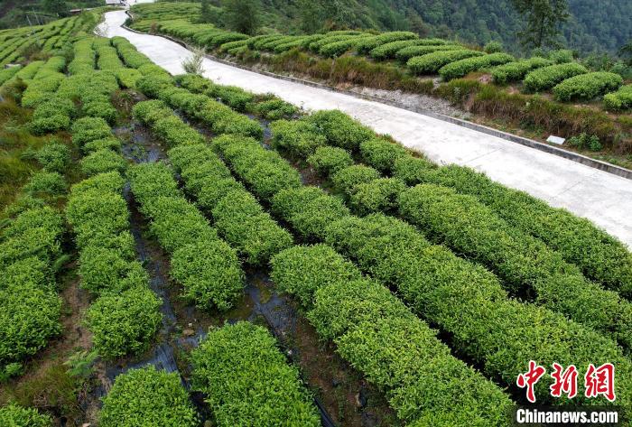 圖為西藏林芝市墨脫縣背崩鄉(xiāng)格林村山頂?shù)木坝^茶園。(無(wú)人機(jī)照片) 李林 攝
