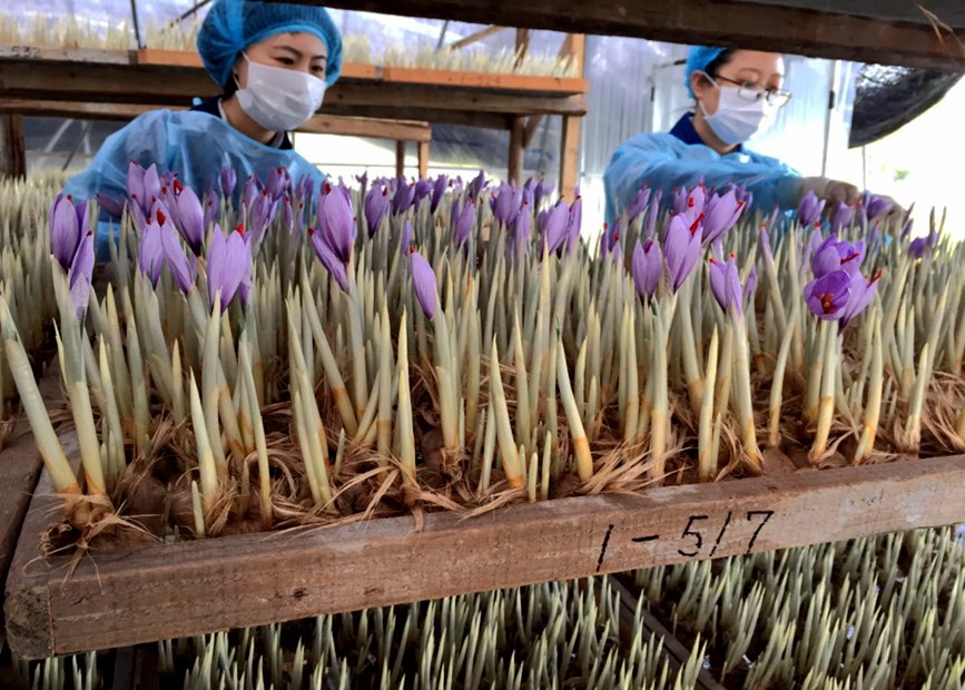 林芝天旺農(nóng)牧產(chǎn)品有限公司藏紅花種植基地工作人員采摘藏紅花。趙新民攝