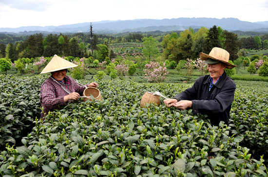 貴州省湄潭縣大力發(fā)展茶葉產(chǎn)業(yè)，60萬畝生態(tài)茶園實現(xiàn)了“綠水青山變成金山銀山”，生態(tài)與經(jīng)濟協(xié)調(diào)發(fā)展。圖為湄潭縣湄江街道金花村茶農(nóng)采茶 瞿欣含攝 _副本.jpg