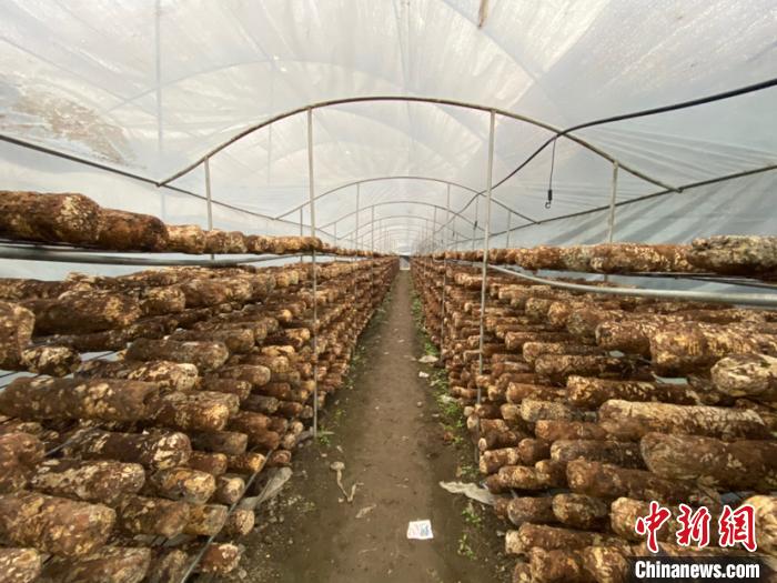 圖為基地里的食用菌菌棒?！Ⅸi 攝