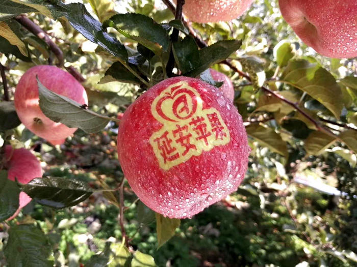 延安蘋果。柳林鎮(zhèn)果技站供圖。