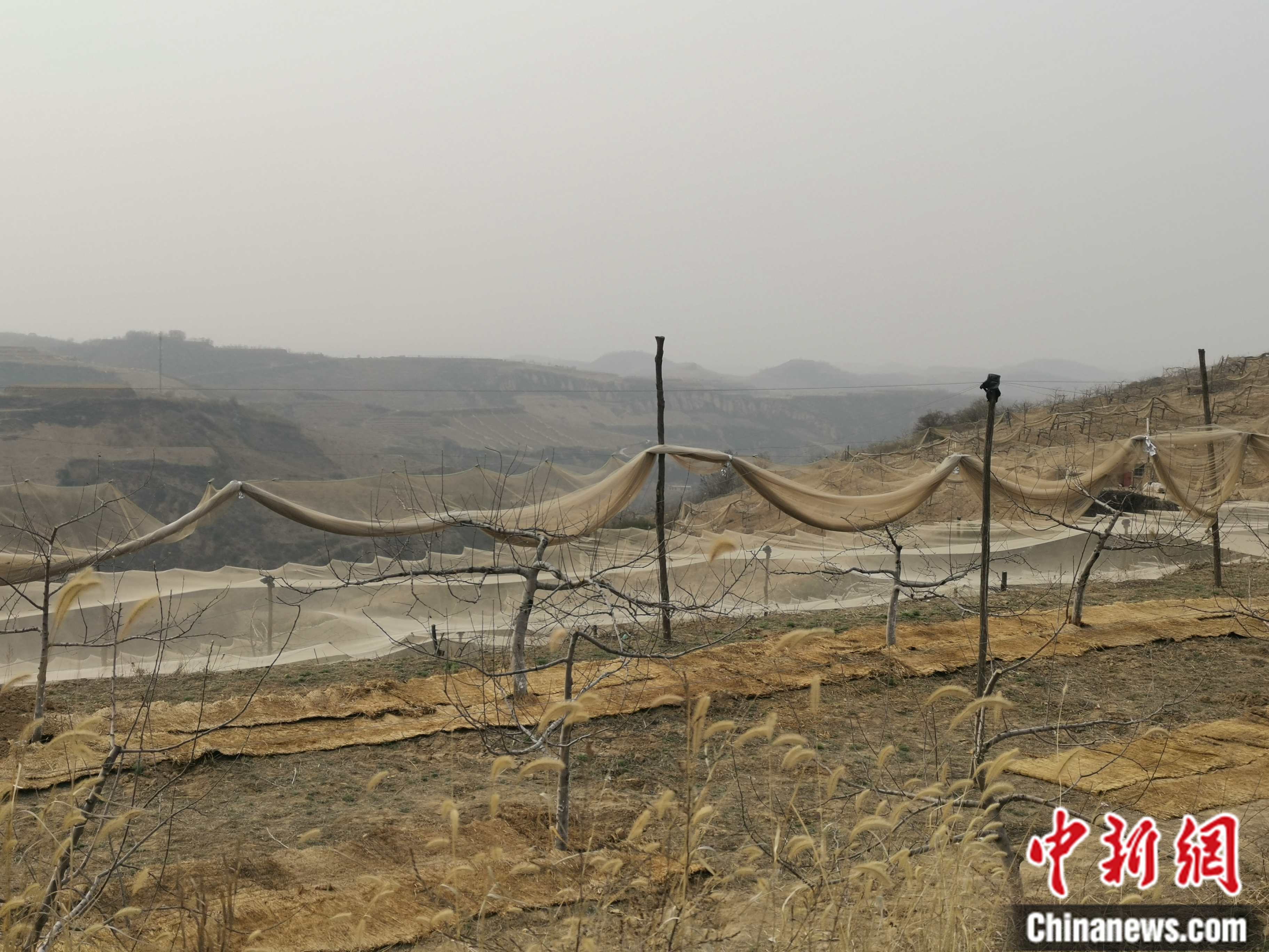 陜西省延安市寶塔區(qū)柳林鎮(zhèn)麻塔村蘋果園。 <a target='_blank'  ><p  align=