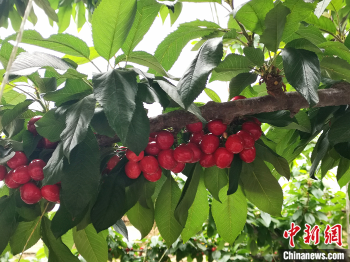 陜西省子長市盛宇現(xiàn)代農(nóng)業(yè)示范園內(nèi)，櫻桃鮮艷欲滴。<a target='_blank'  ><p  align=