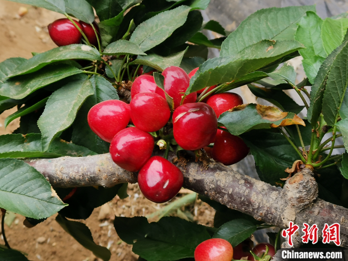 陜西省子長市盛宇現(xiàn)代農(nóng)業(yè)示范園內(nèi)，櫻桃鮮艷欲滴。<a target='_blank'  ><p  align=