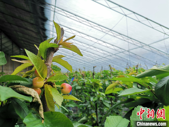 陜西省子長市盛宇現(xiàn)代農(nóng)業(yè)示范園櫻桃園區(qū)。<a target='_blank'  ><p  align=