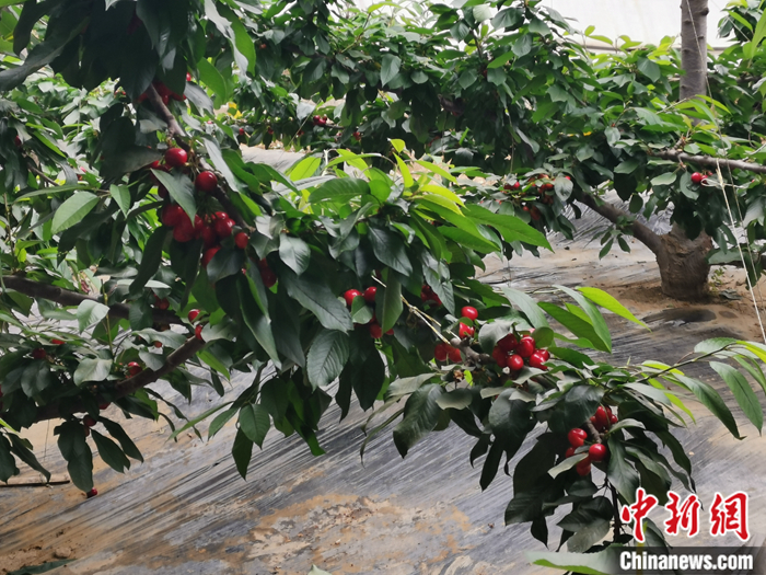 陜西省子長市盛宇現(xiàn)代農(nóng)業(yè)示范園內(nèi)，櫻桃鮮艷欲滴。<a target='_blank'  ><p  align=
